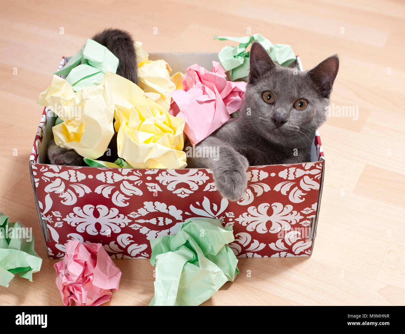 Chartreux Katze. Kätzchen spielen in einer Box mit Papier gefüllt, feines Spielzeug für Katzen. Deutschland Stockfoto