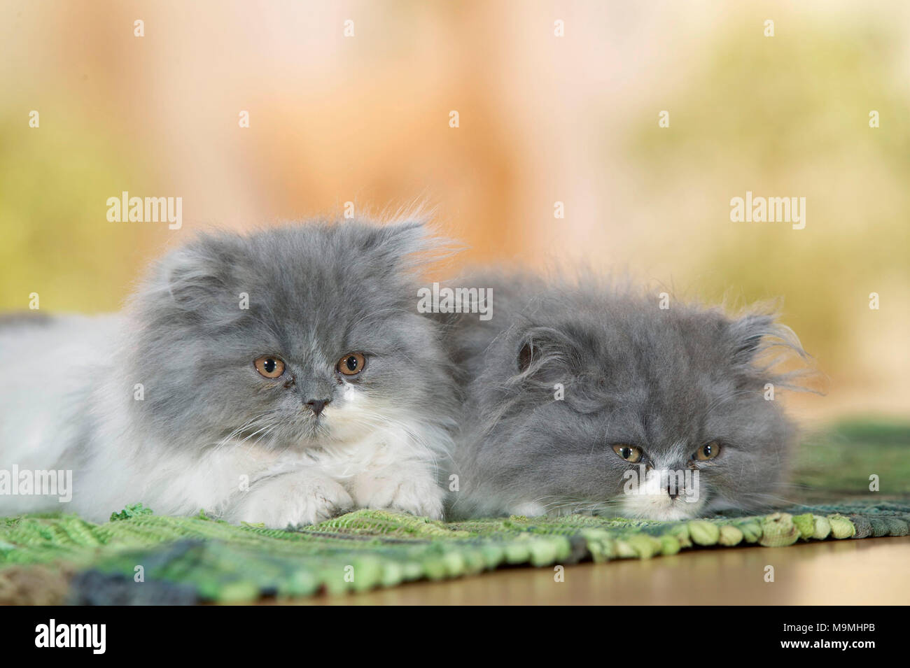 Persian Cat. Zwei Kätzchen, liegend auf einem Teppich. Deutschland. Stockfoto