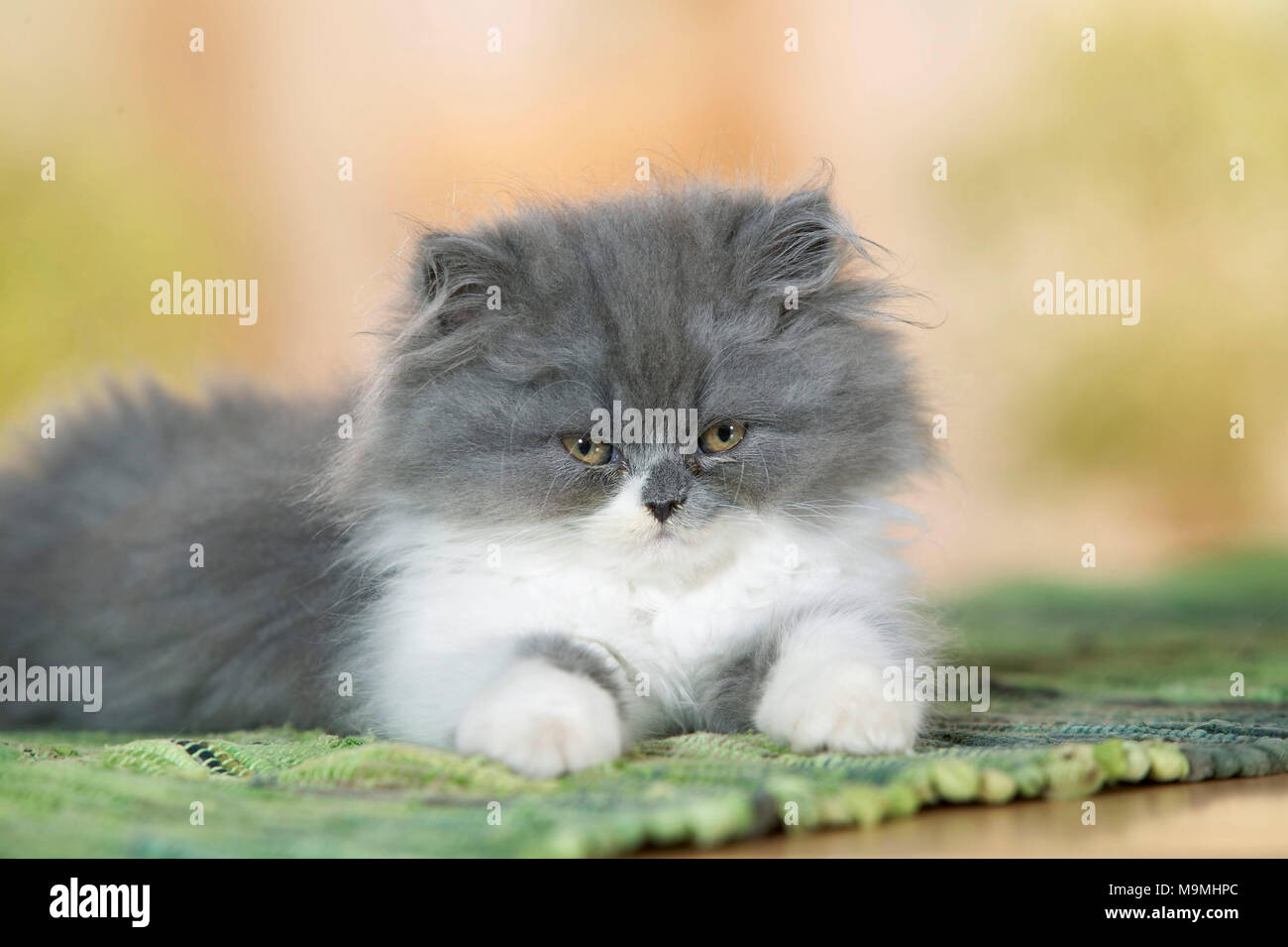 Persian Cat. Kätzchen liegend auf einem Teppich. Deutschland. Stockfoto