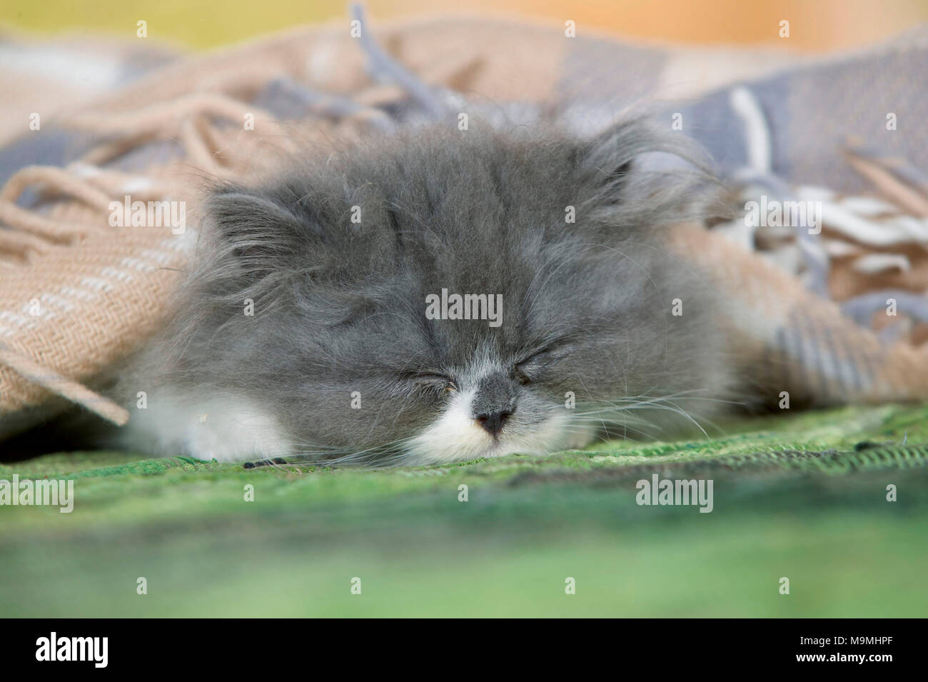 Persian Cat. Kätzchen schlafen auf einem Teppich, mit einer Decke zugedeckt. Deutschland. Stockfoto
