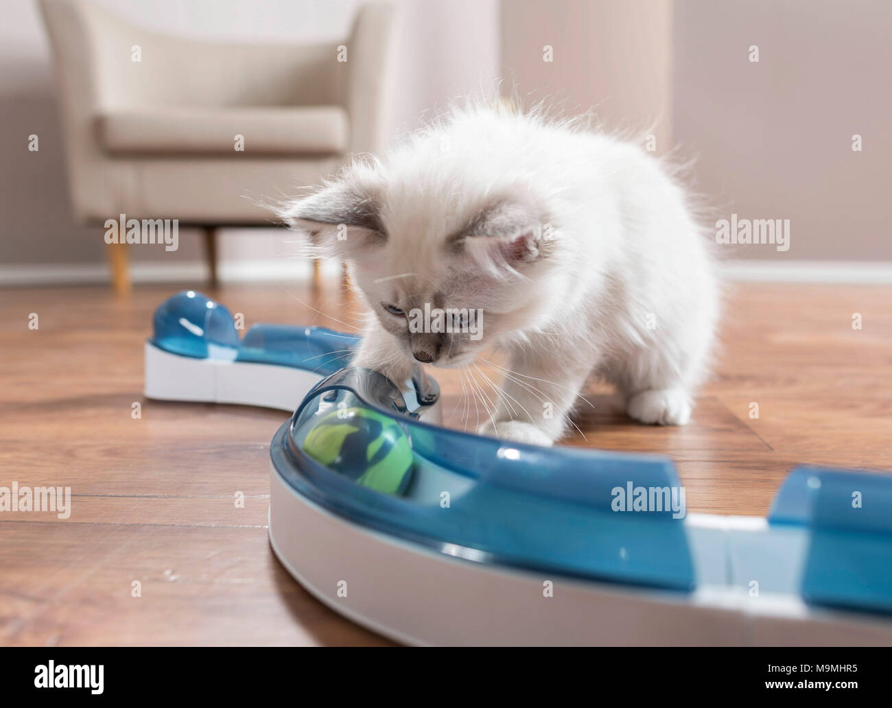 Heilige Birma. Kätzchen berühren, die Kugel im Spiel (Geschwindigkeit).  Deutschland Stockfotografie - Alamy