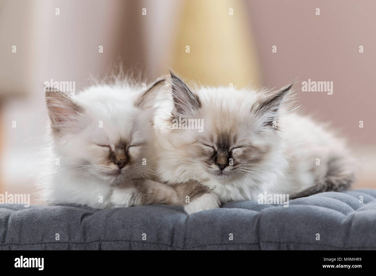 Heilige Birma Katze. Zwei Kätzchen schlafen auf einem Kissen. Deutschland Stockfoto