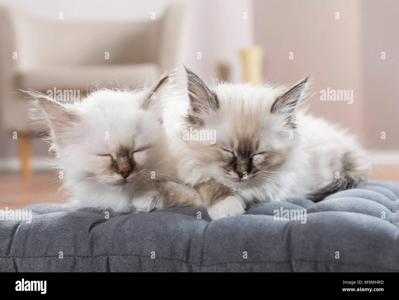 Heilige Birma Katze. Zwei Kätzchen schlafen auf einem Kissen. Deutschland Stockfoto