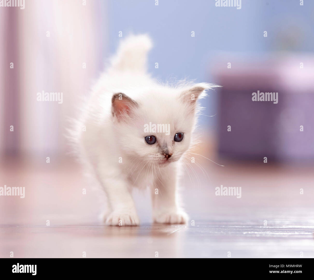 Heilige Birma Katze. Kätzchen (4 Wochen alt) zu Fuß auf Parkett. Deutschland Stockfoto