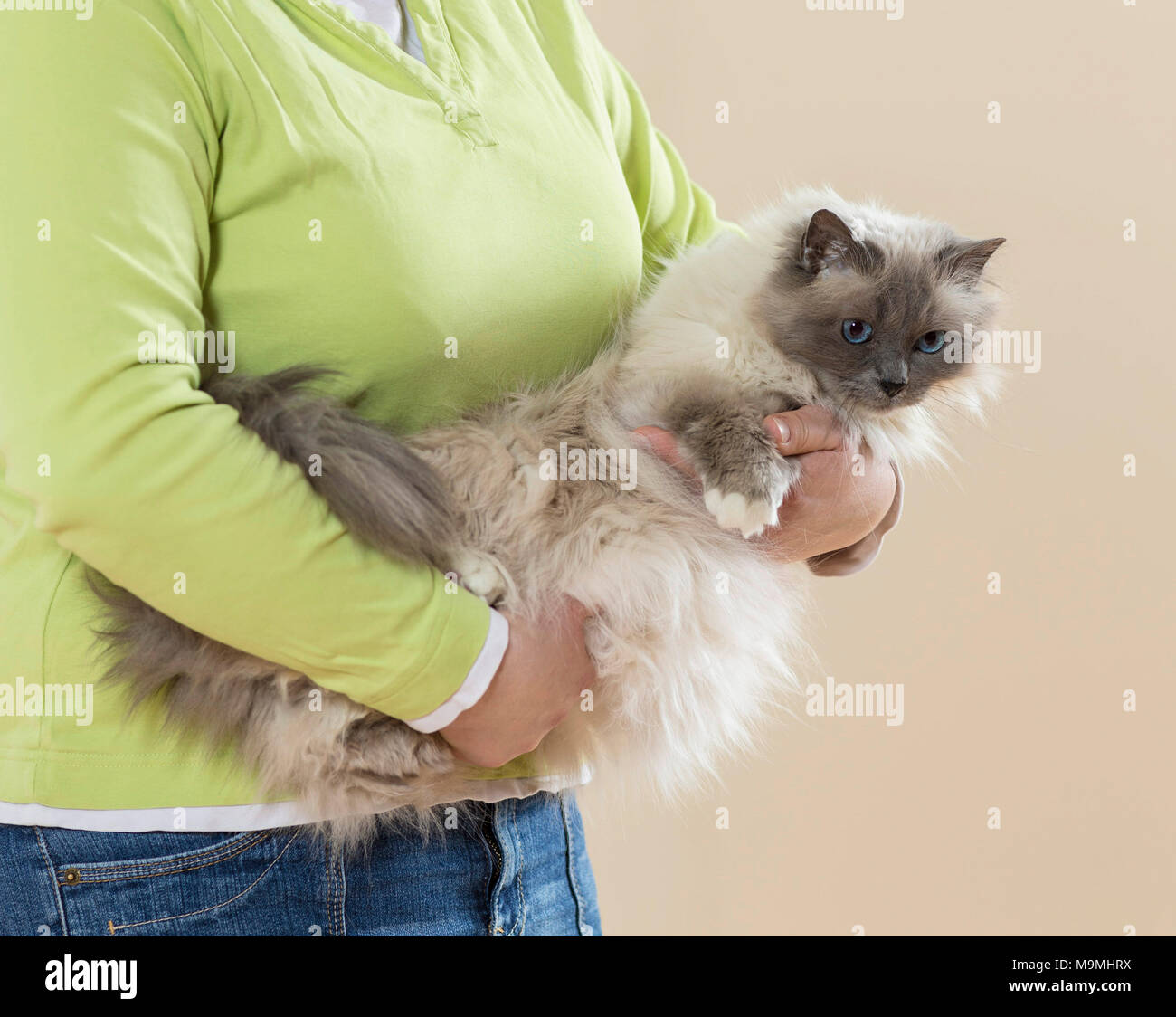 Heilige Birma Katze. Frau, die eine erwachsene Katze. Deutschland Stockfoto