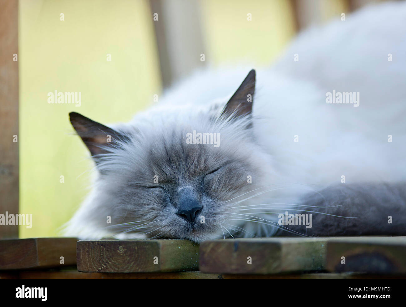 Heilige Birma Katze. Alte Katze schlafend auf einem Stuhl. Deutschland Stockfoto