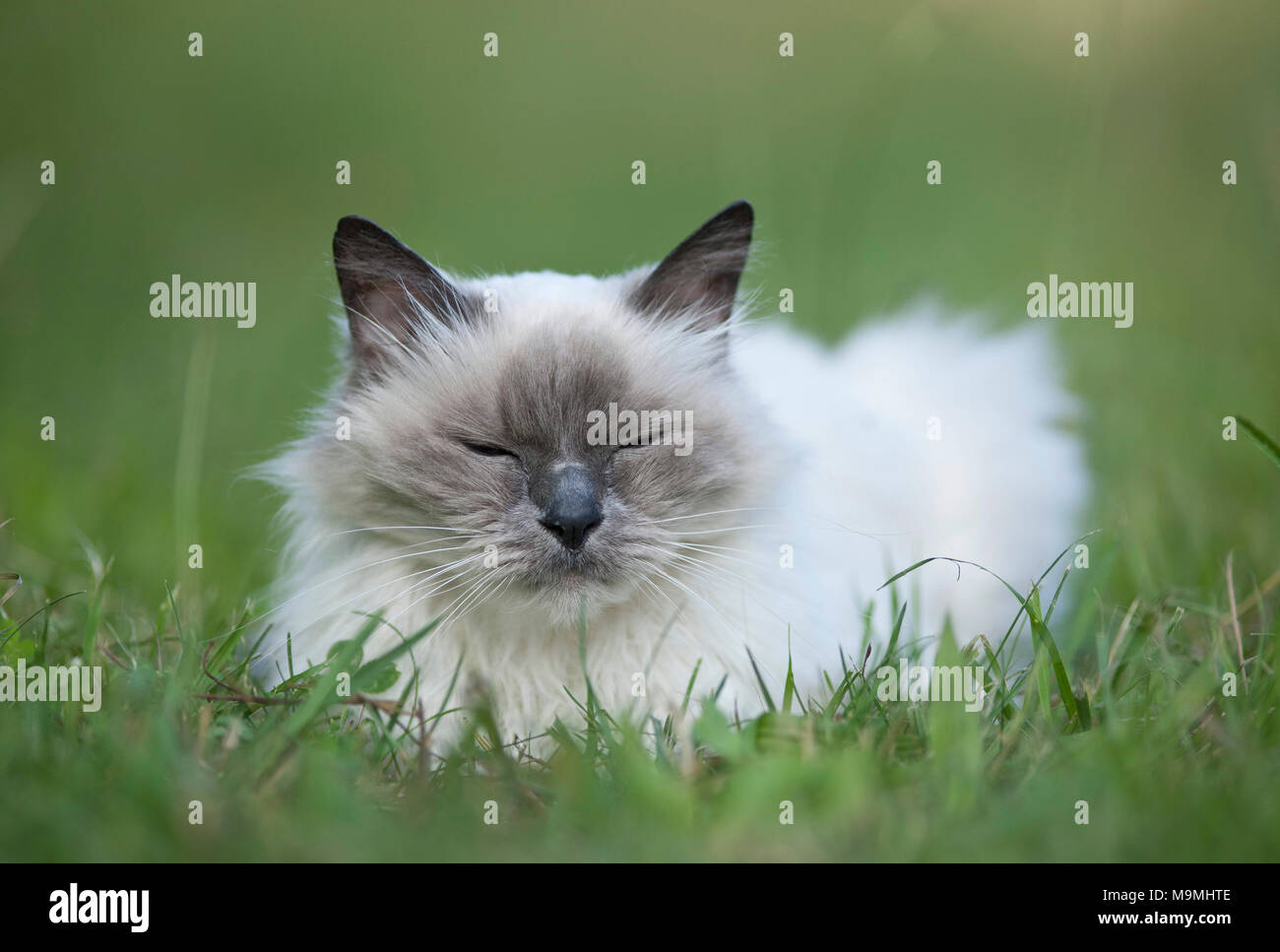 Heilige Birma Katze. Alte Katze Dösen auf einer Wiese. Deutschland Stockfoto