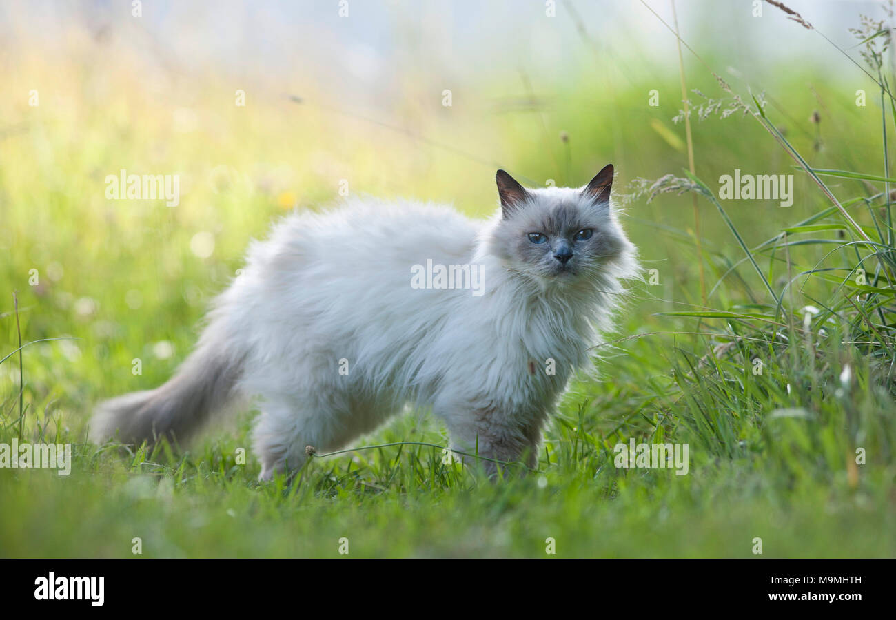 Heilige Birma Katze. Alte Katze stehen auf einer Wiese, gesehen - auf. Deutschland Stockfoto