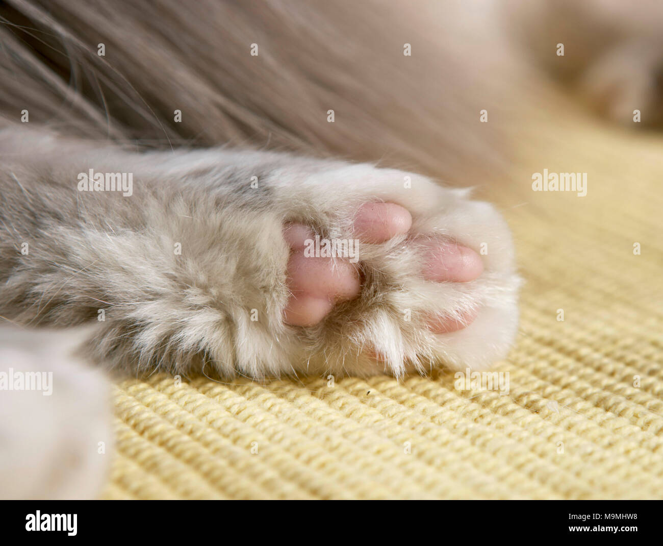 Heilige Birma Katze. Nahaufnahme der Paw. Deutschland Stockfoto