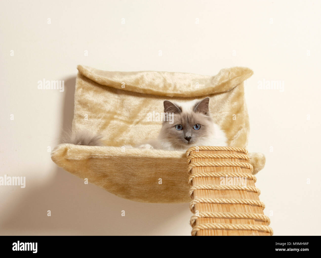 Heilige Birma. Erwachsene Katze in eine Mauer liegend montiert pet bed, mit Leiter. Deutschland Stockfoto