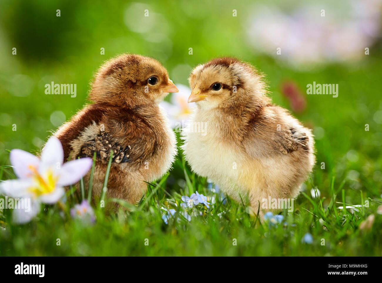Welsummer Hühner. Paar Hühner in blühende Wiese im Frühling. Deutschland Stockfoto