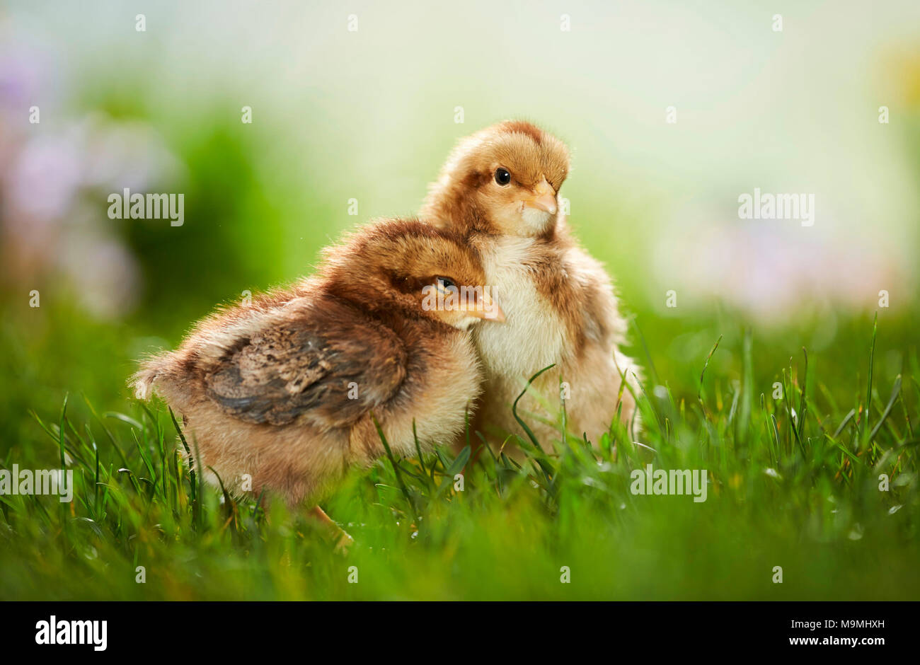 Welsummer Hühner. Paar Hühner in der Wiese im Frühling. Deutschland Stockfoto