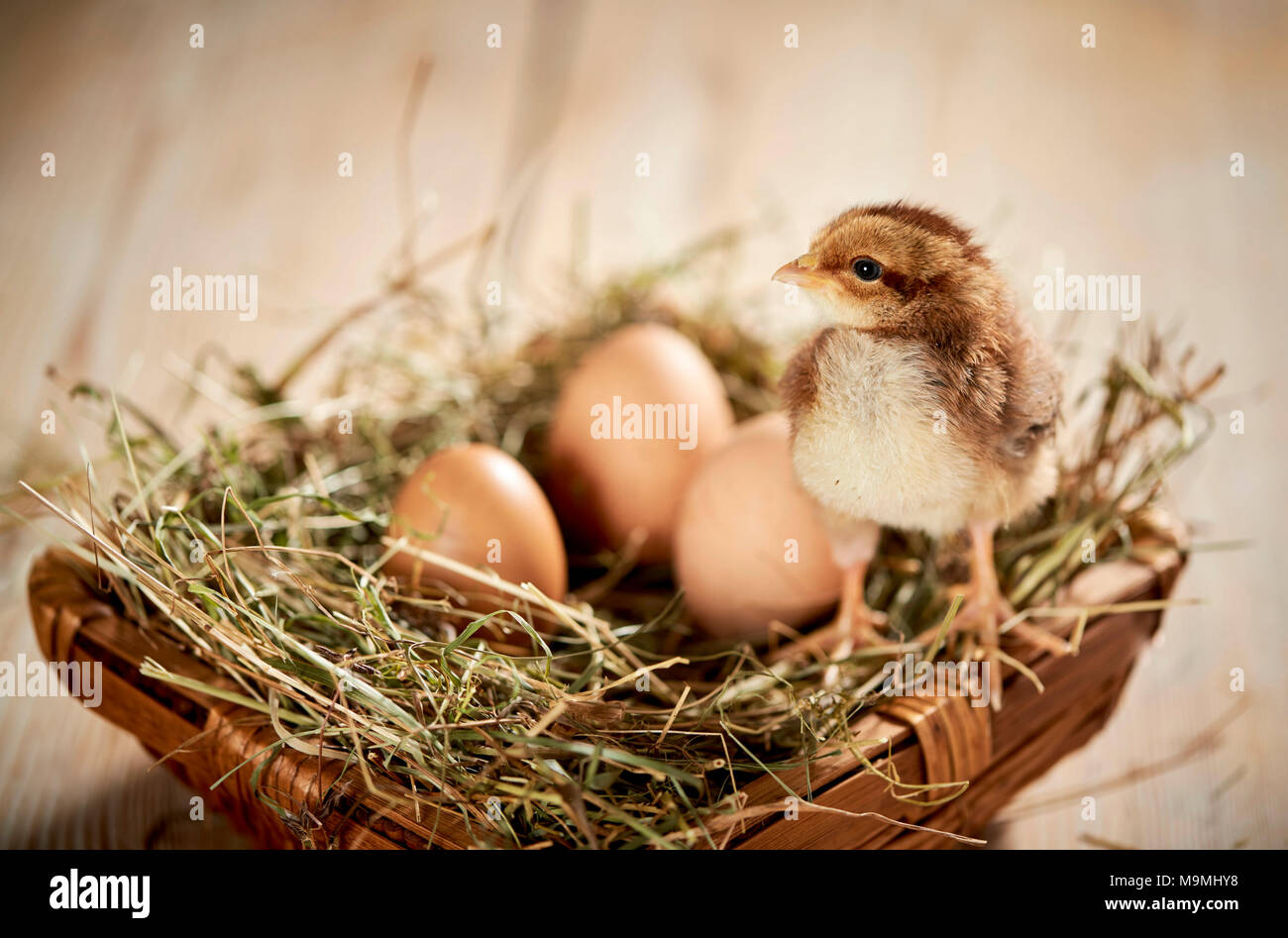 Welsummer Hühner. Huhn stehend in ein Nest mit Eiern. Deutschland Stockfoto