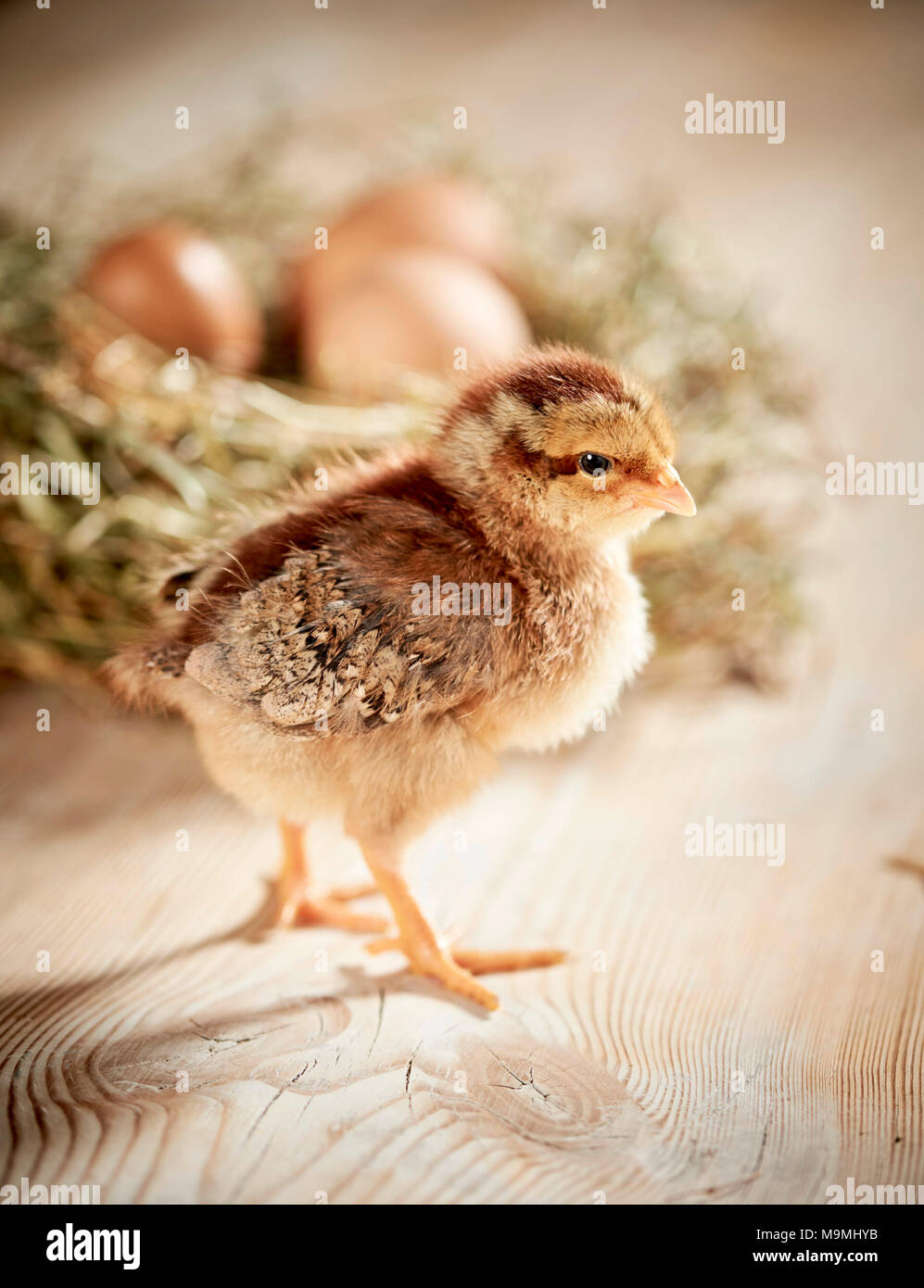 Welsummer Hühner. Huhn stehend auf Holz, vor Nest mit Eiern. Deutschland Stockfoto