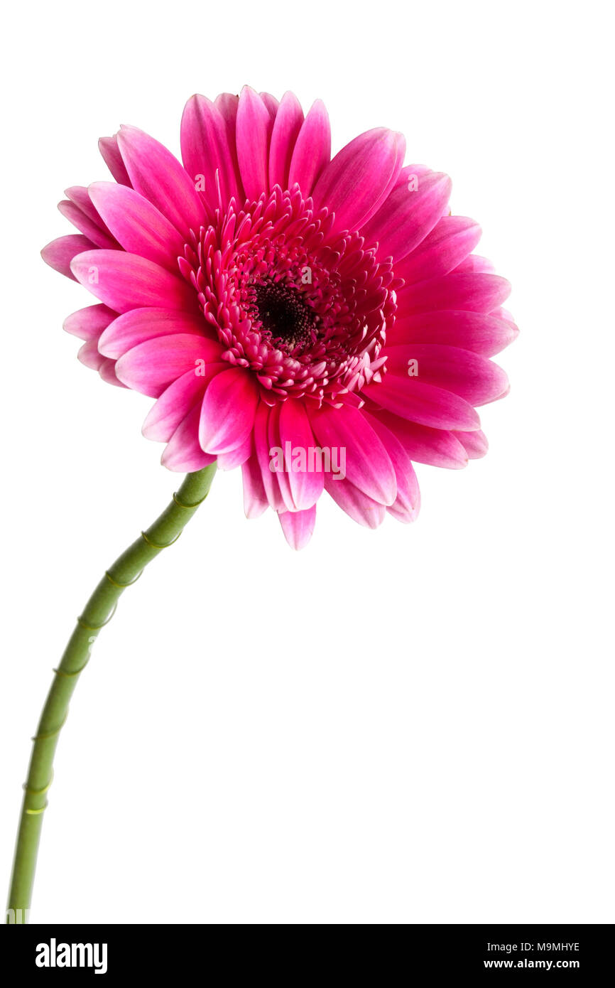 Ein Rosa Gerbera hybrida Daisy auf einem weißen Hintergrund. Stockfoto