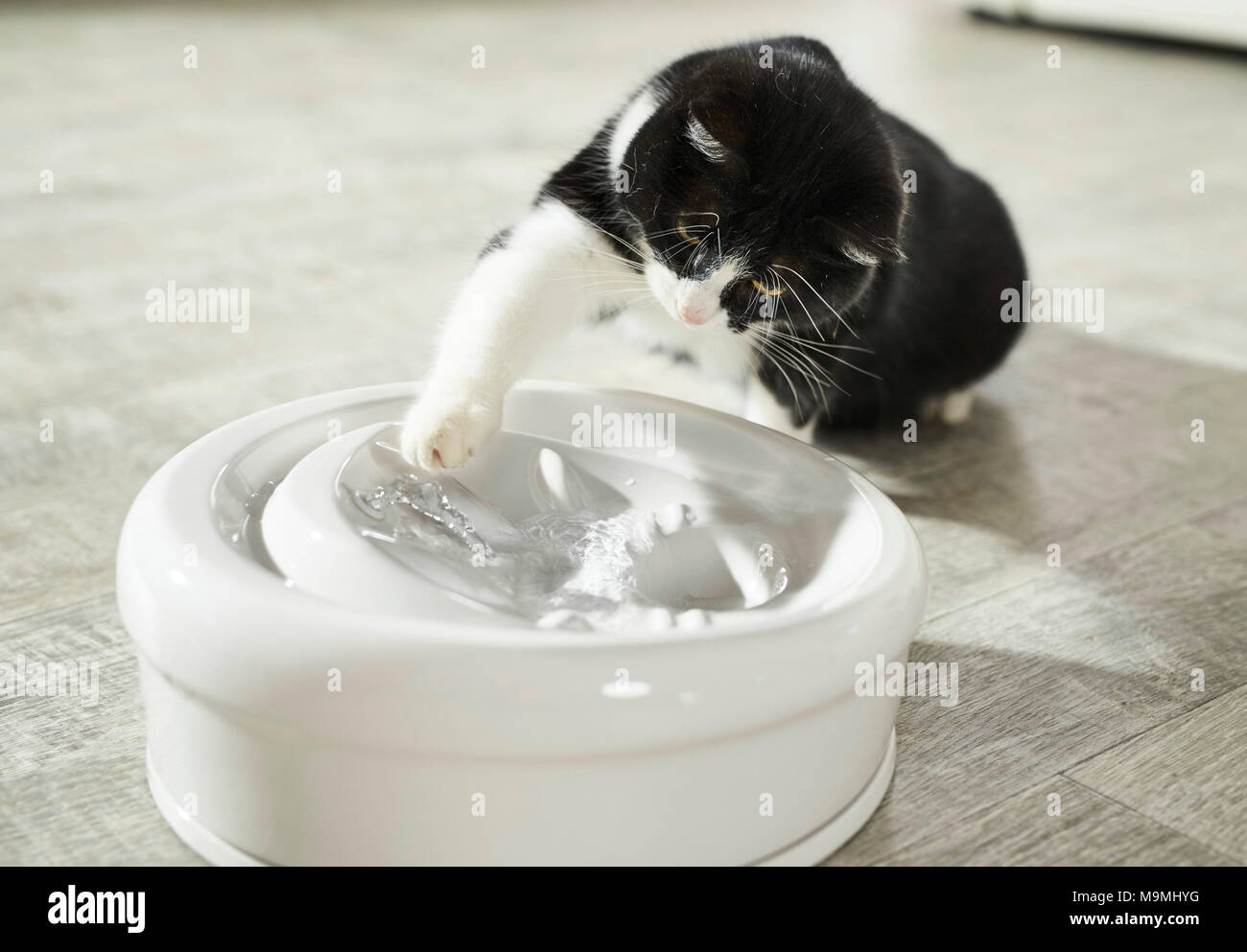 Hauskatze. Erwachsene Katze spielen mit Wasser in einem zimmerbrunnen. Deutschland Stockfoto
