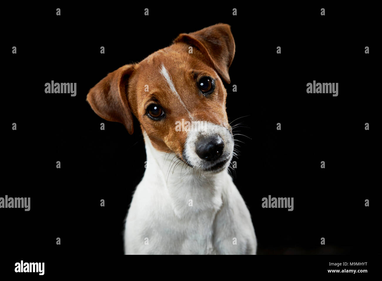 Jack Russell Terrier. Portrait von Erwachsenen, vor einem schwarzen Hintergrund gesehen. Deutschland Stockfoto
