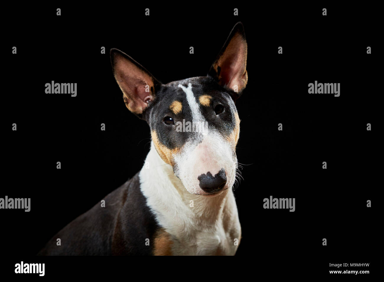 Miniatur Bull Terrier. Portrait von Erwachsenen, vor einem schwarzen Hintergrund gesehen. Deutschland Stockfoto