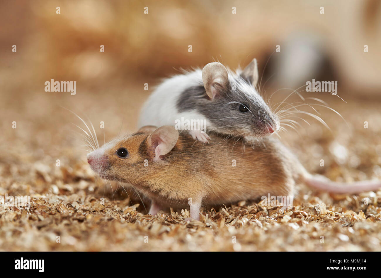 Fancy Maus. Paar von erwachsenen Männern zu spielen. Deutschland Stockfoto
