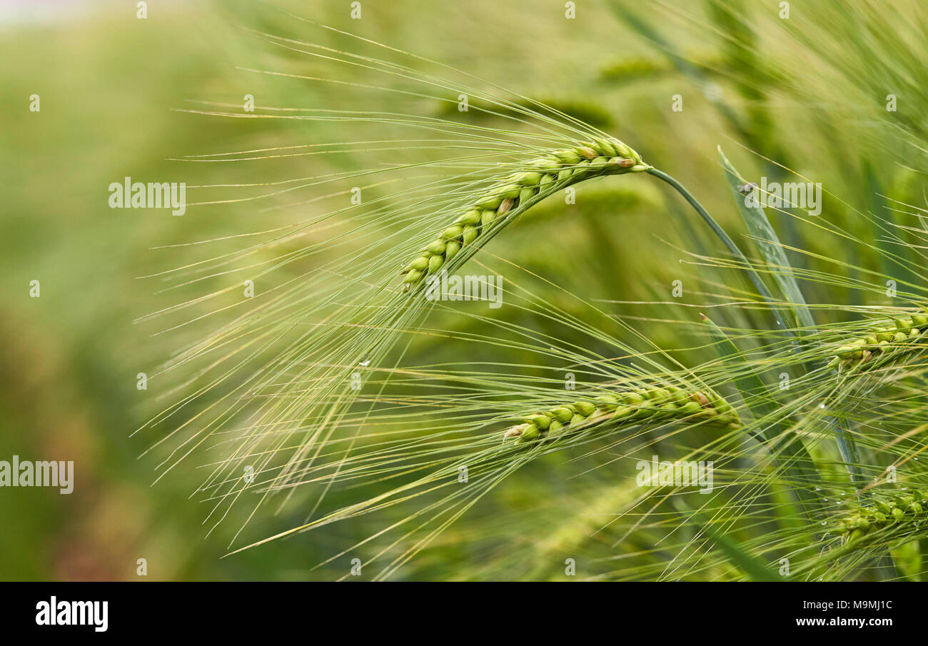 Gerste (Hordeum vulgare). Unreife Ohren in einem Feld. Deutschland Stockfoto