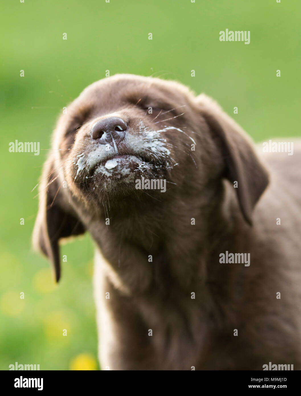 Brauner Labrador Retriever. Welpe mit Quark um seinen Mund. Deutschland Stockfoto