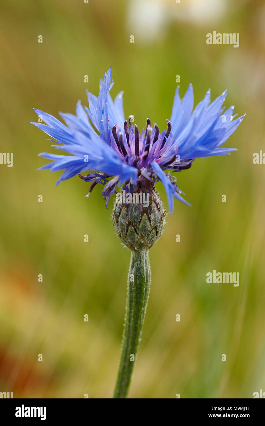 Kornblume (Centaurea cyanus). Einzelne Blume. Deutschland. Stockfoto