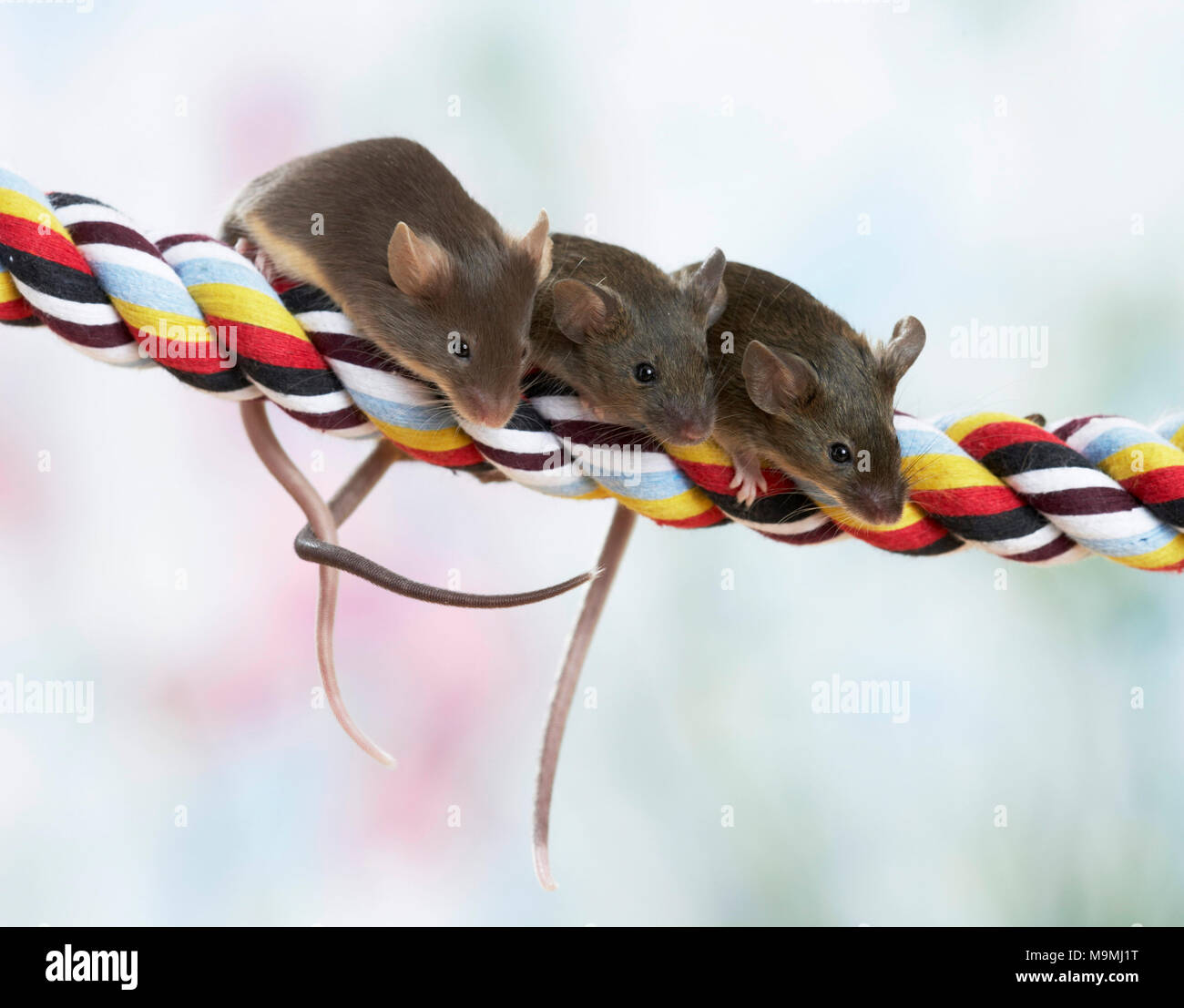Fancy Maus. Drei Mäuse auf bunte Seil. Deutschland Stockfoto