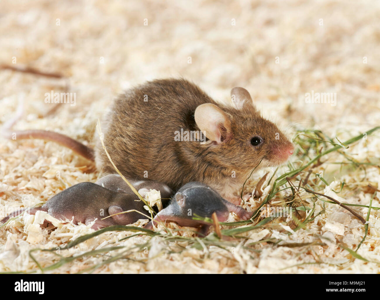 Fancy Maus. Mutter und Jungtiere (7 Tage alt) in Holzspänen. Deutschland. Stockfoto