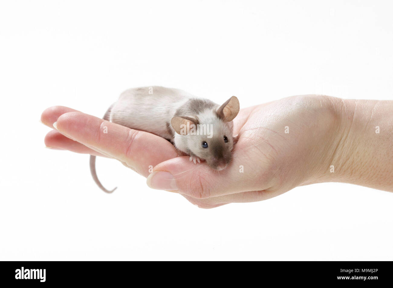 Fancy Maus. Erwachsenen auf eine Hand. Studio Bild auf weißem Hintergrund Stockfoto