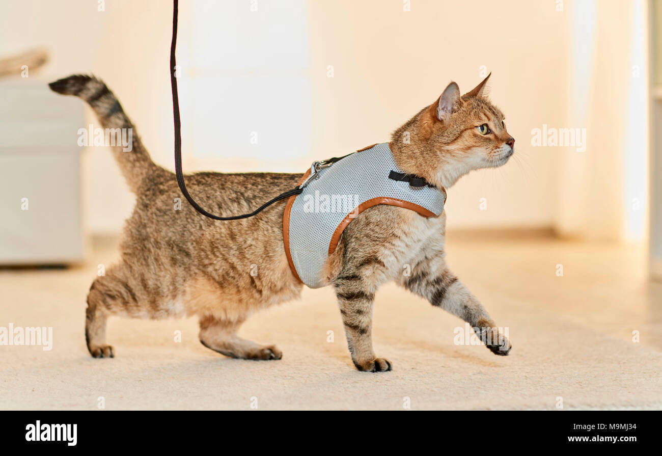 Hauskatze. Tabby Erwachsener mit Kabelbaum und führen. Deutschland. Stockfoto