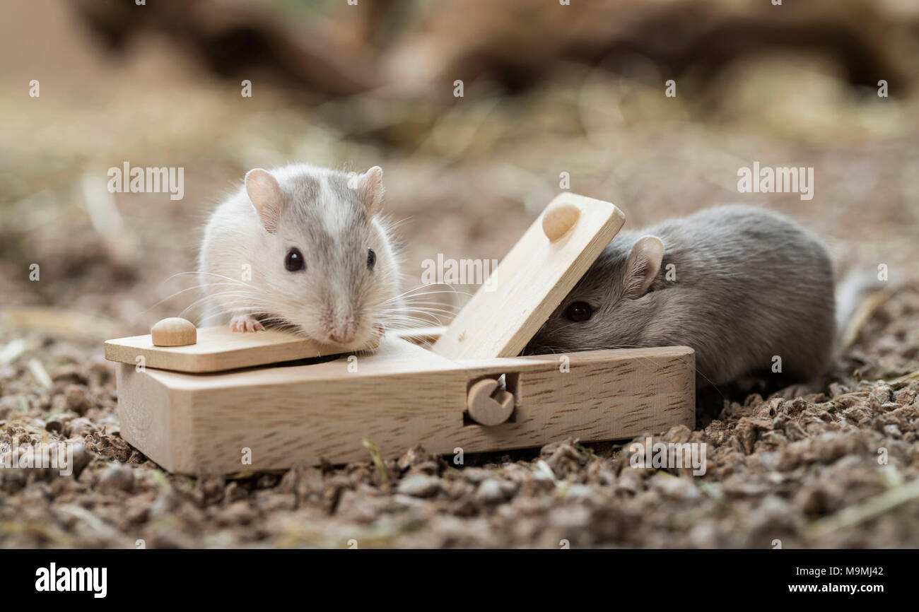 Häuslich Wüstenrennmaus (Meriones unguiculatus). Zwei Erwachsene auf Spielzeug, das Essen los, wenn behandelt. Deutschland Stockfoto