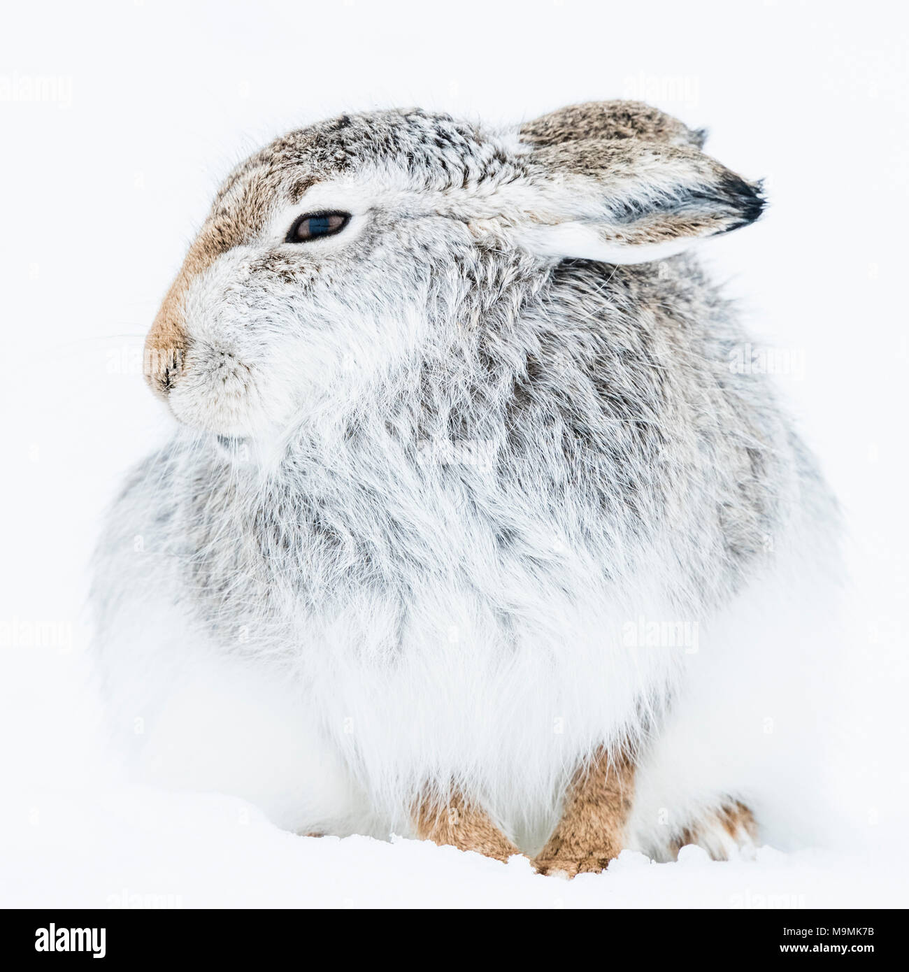 Schneehase (Lepus timidus) sitzt im Schnee, Tier Portrait, Wintermantel, Cairngroms Nationalpark, Highlands, Schottland Stockfoto