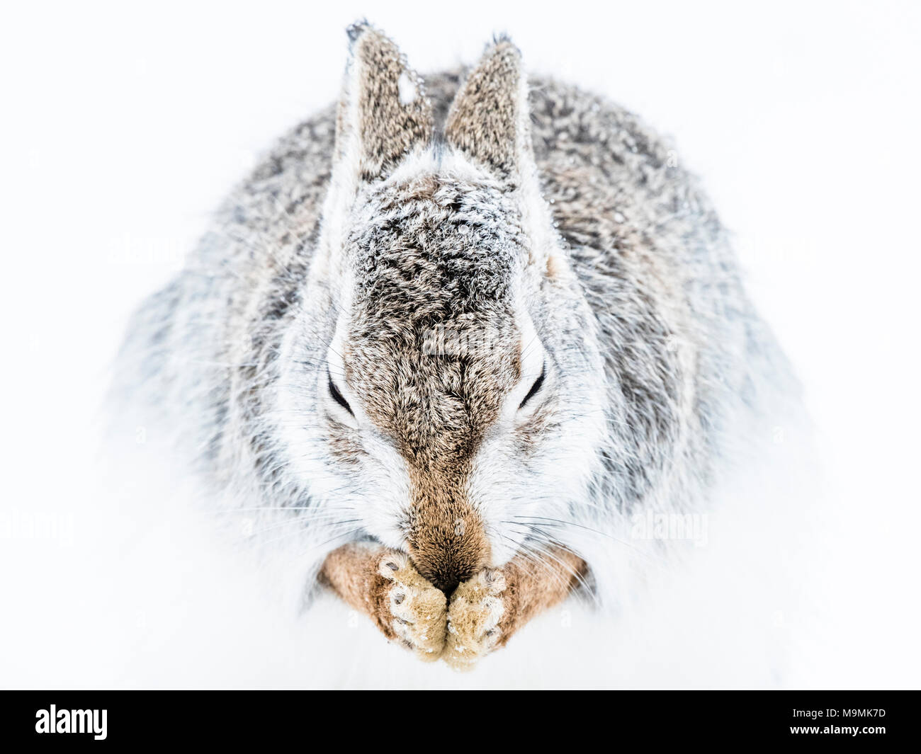 Schneehase (Lepus timidus) reinigt sich in den Schnee, Tier Portrait, Wintermantel, Cairngroms Nationalpark, Highlands Stockfoto
