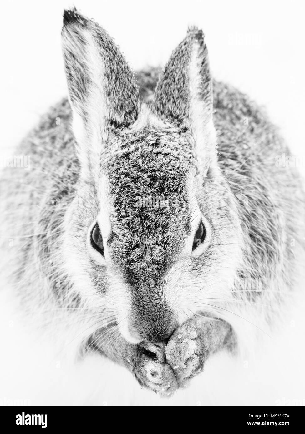 Schneehase (Lepus timidus) reinigt sich in den Schnee, Tier Portrait, Wintermantel, Cairngroms Nationalpark, Highlands Stockfoto