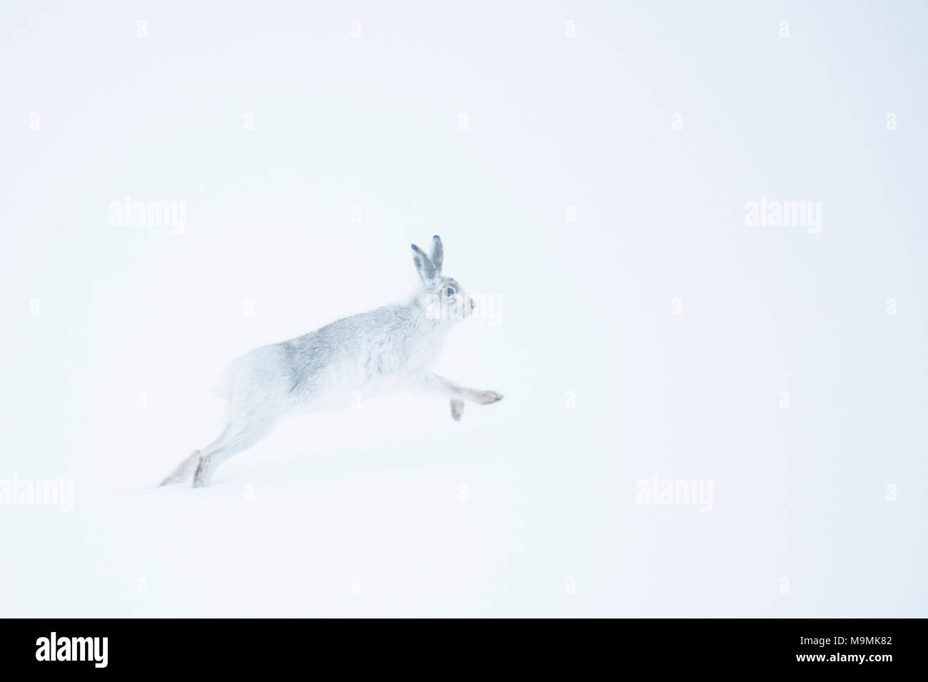 Schneehase (Lepus Timidus) laufen im Schnee, winter Mantel, Cairngroms Nationalpark, Schottisches Hochland, Schottland Stockfoto