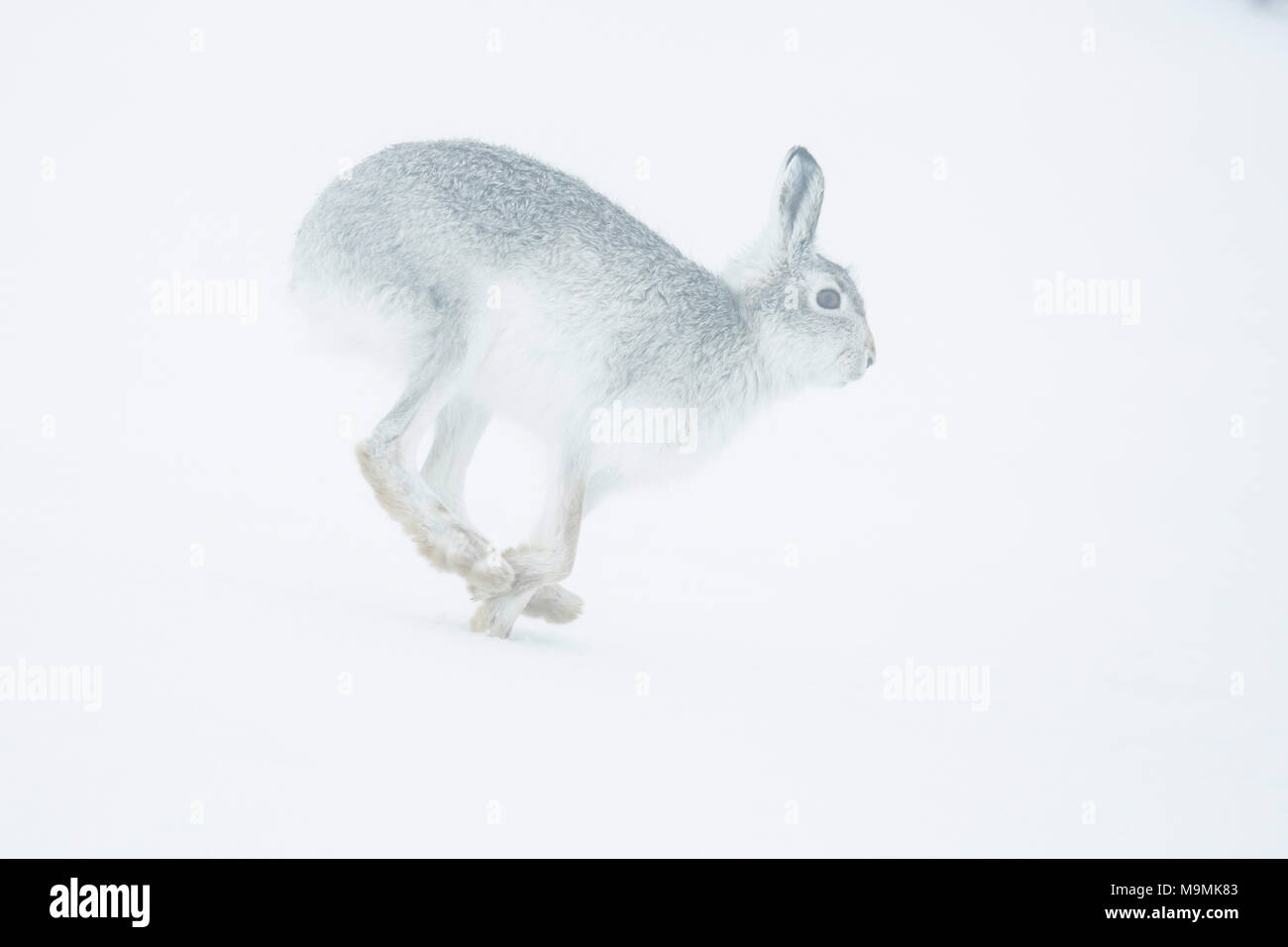 Schneehase (Lepus Timidus) laufen im Schnee, winter Mantel, Cairngroms Nationalpark, Schottisches Hochland, Schottland Stockfoto