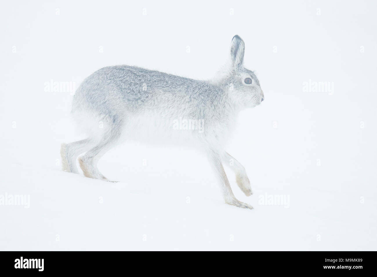 Schneehase (Lepus Timidus) laufen im Schnee, winter Mantel, Cairngroms Nationalpark, Schottisches Hochland, Schottland Stockfoto