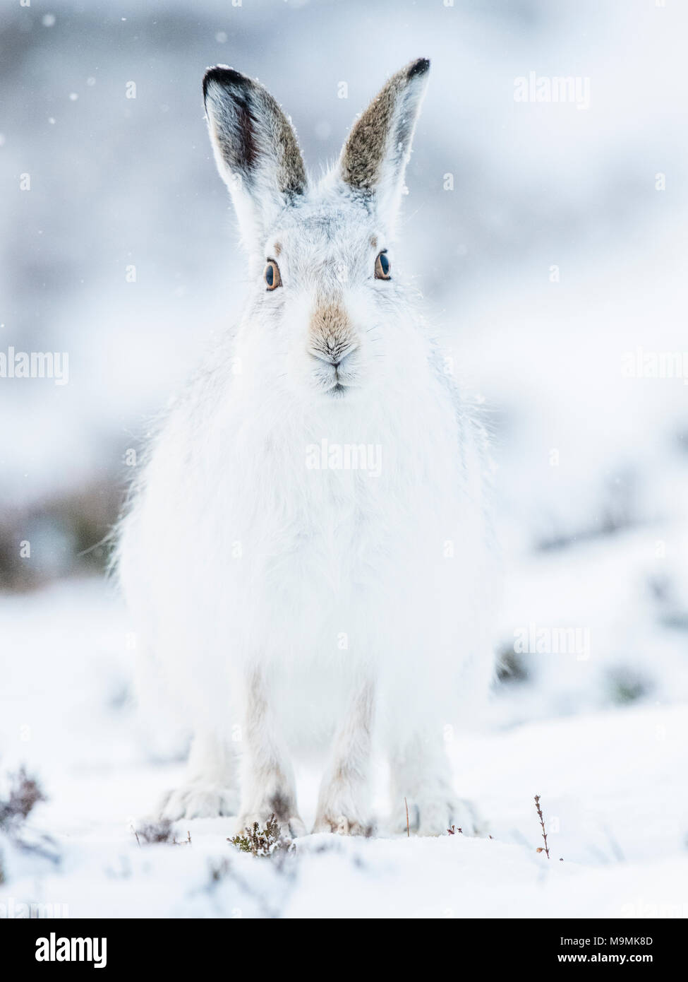 Schneehase (Lepus Timidus) sitzen im Schnee, winter Mantel, Cairngroms Nationalpark, Schottisches Hochland, Schottland Stockfoto