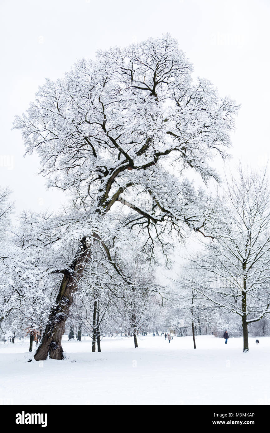 Schneebedeckte Bäume im Park, Englischer Garten, München, Deutschland Stockfoto