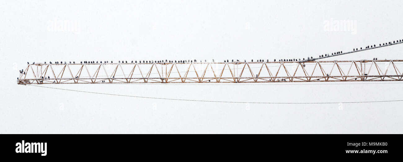 Rabenkrähen (Corvus corone) sitzen auf schneebedeckten Kran, München, Deutschland Stockfoto