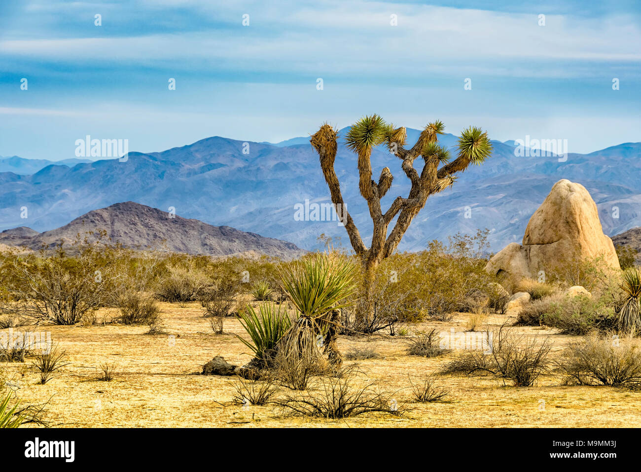 Joshua Tree oder Yucca Buergeri, beheimatet in den trockenen Südwesten der Vereinigten Staaten. Stockfoto