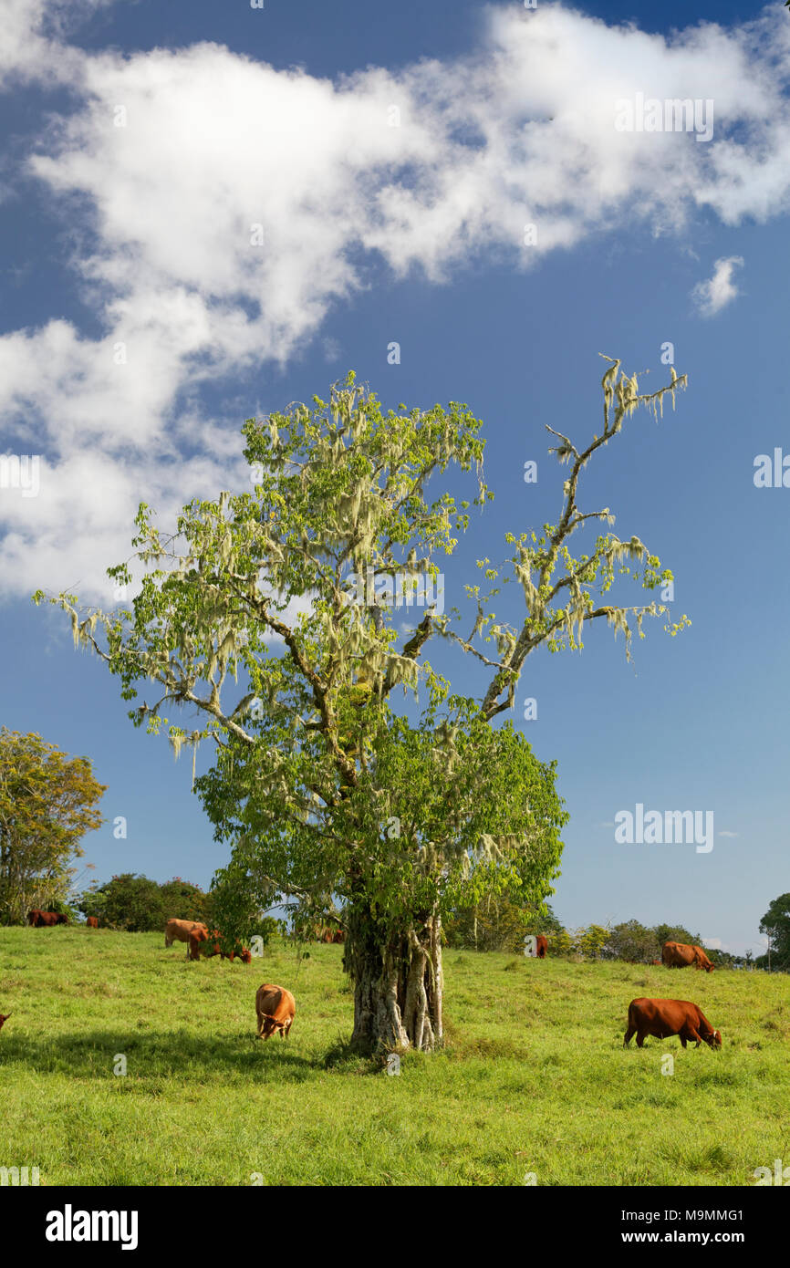 Vieh auf der Weide, Baum mit Baum Moos, Plateau de Taravao, Tahiti Iti, Gesellschaftsinseln, Windward Islands, Französisch-Polynesien Stockfoto