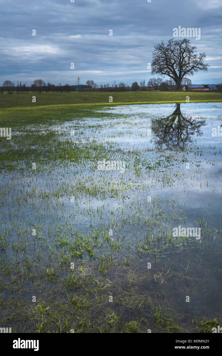 Moody Frühling Landschaft mit einem großen Baum, am Ufer eines kleinen Teich, im Wasser spiegelt, an einem bewölkten Tag, in Schwäbisch Hall, Deutschland. Stockfoto