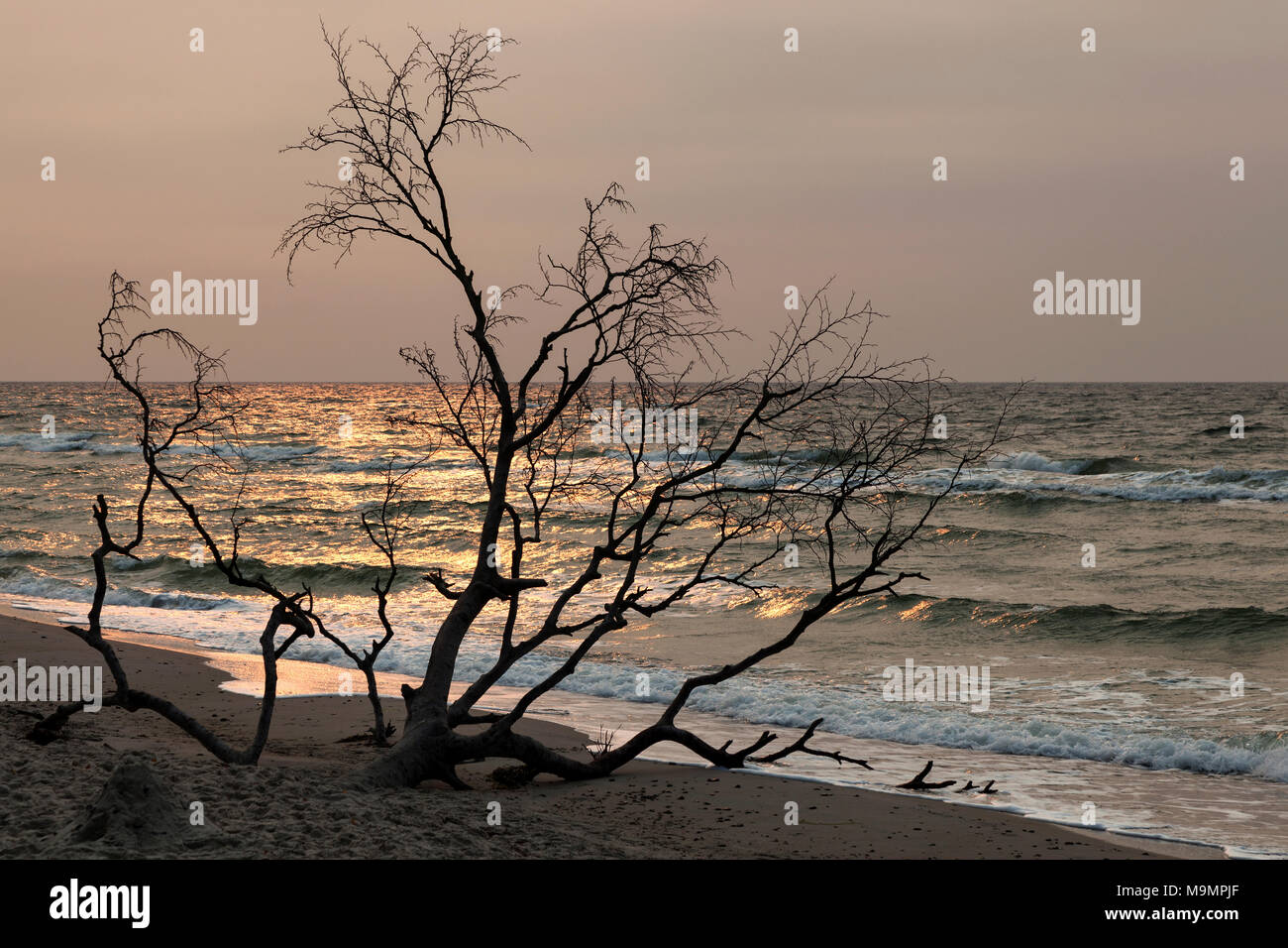 Toter Baum an der West Beach, Abendlicht, Darß, Fischland-Darß-Zingst, Nationalpark Vorpommersche Boddenlandschaft Stockfoto