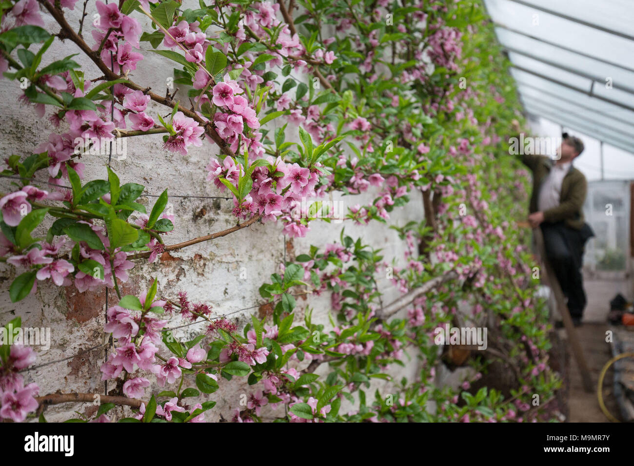 Thomas Walker prüft eine 130 Jahre alte Peach Tree am Meynell Langley Gärten ein Familienbetrieb in Derbyshire. Stockfoto