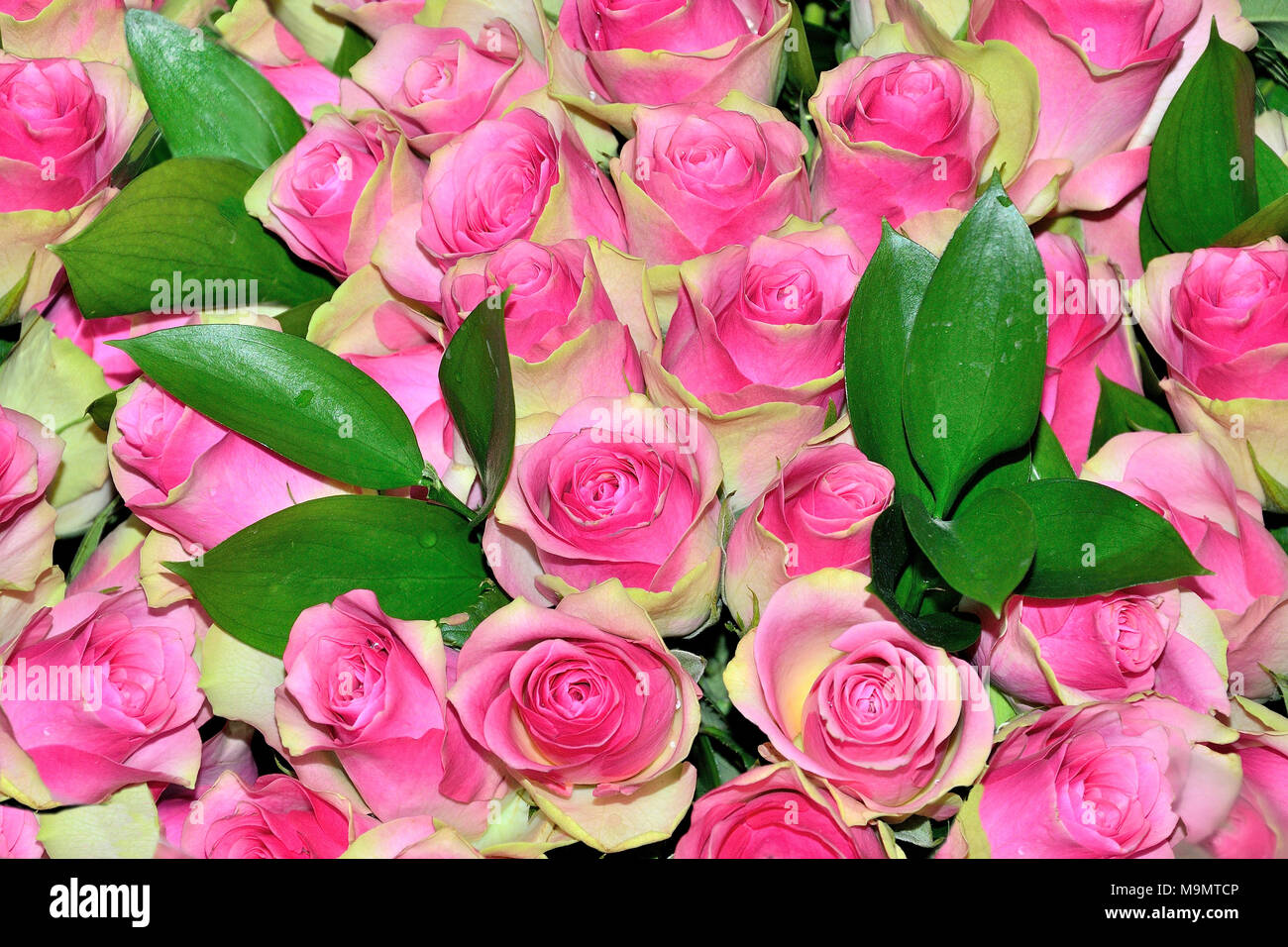 Schöne floral background mit rosa blühenden frische Rosen mit gelben Kanten der Blütenblätter schließen als Grußkarte für jeden Urlaub oder Ereignis Stockfoto