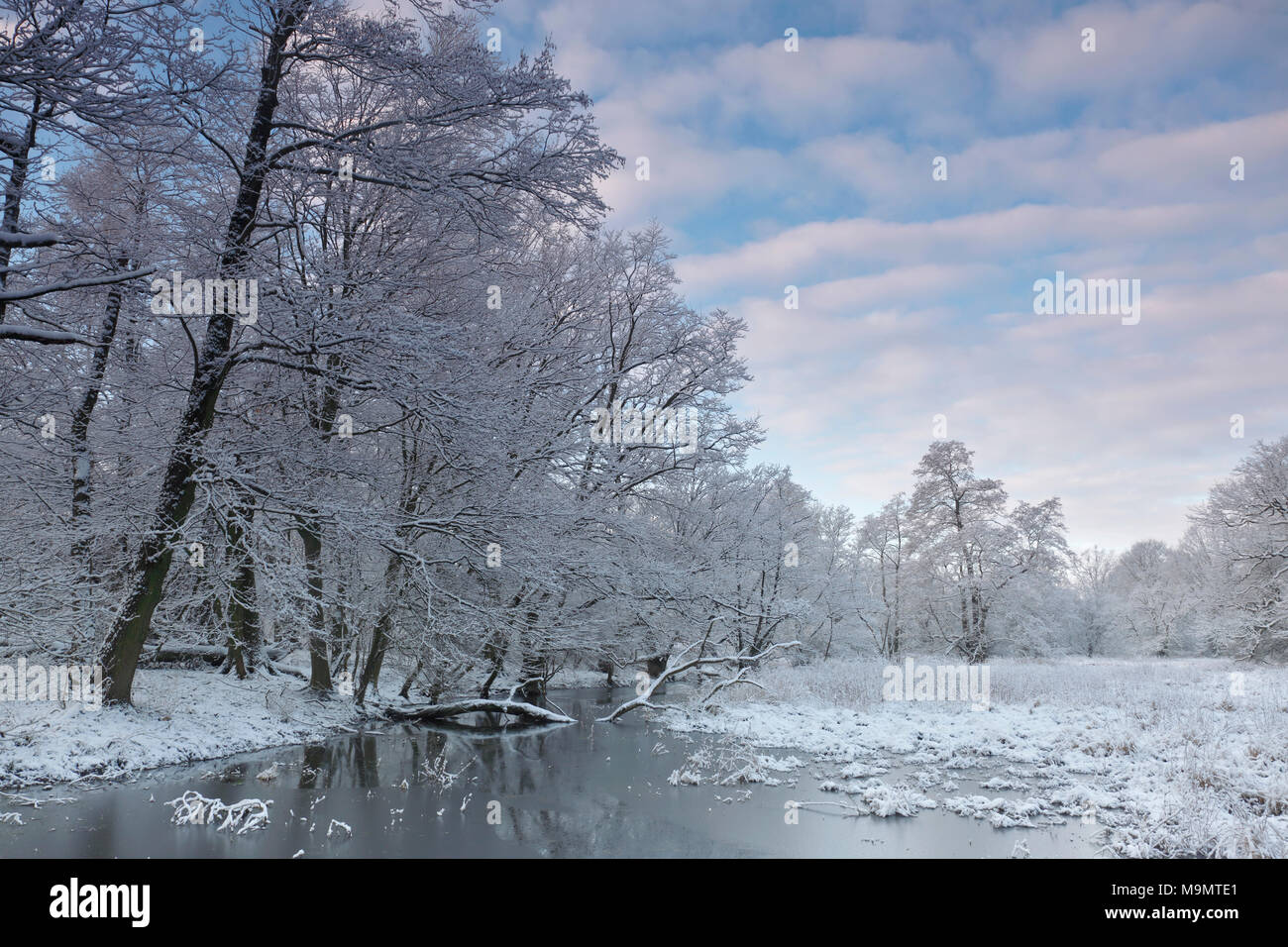 Feuchtgebiet Landschaft mit schneebedeckten Bäumen im Winter, Biosphärenreservat Mittlere Elbe, Dessau-Roßlau, Sachsen-Anhalt, Deutschland Stockfoto
