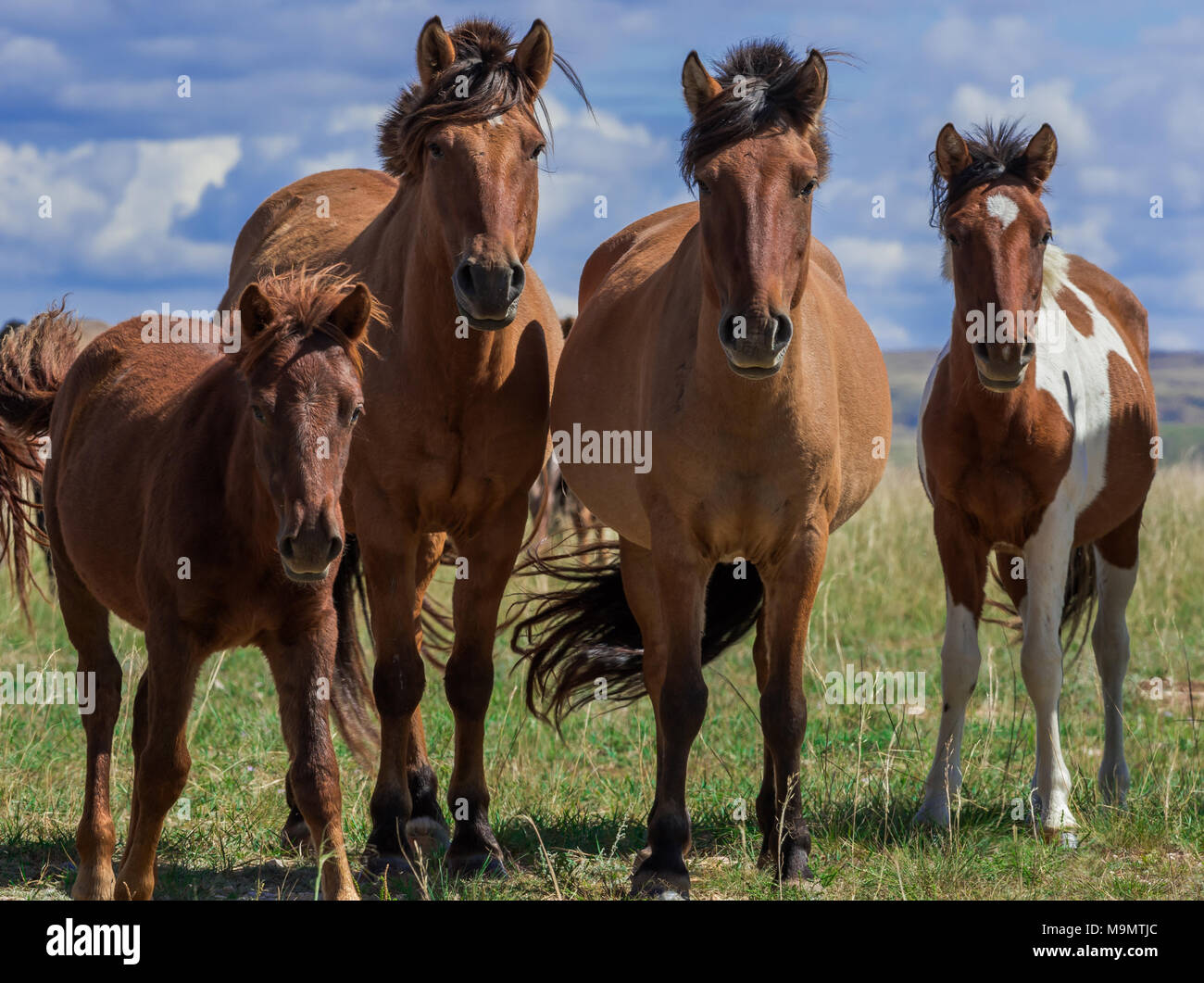 Herde von Pferden mit jungen Tieren auf einer Weide, Mongolisch Stockfoto