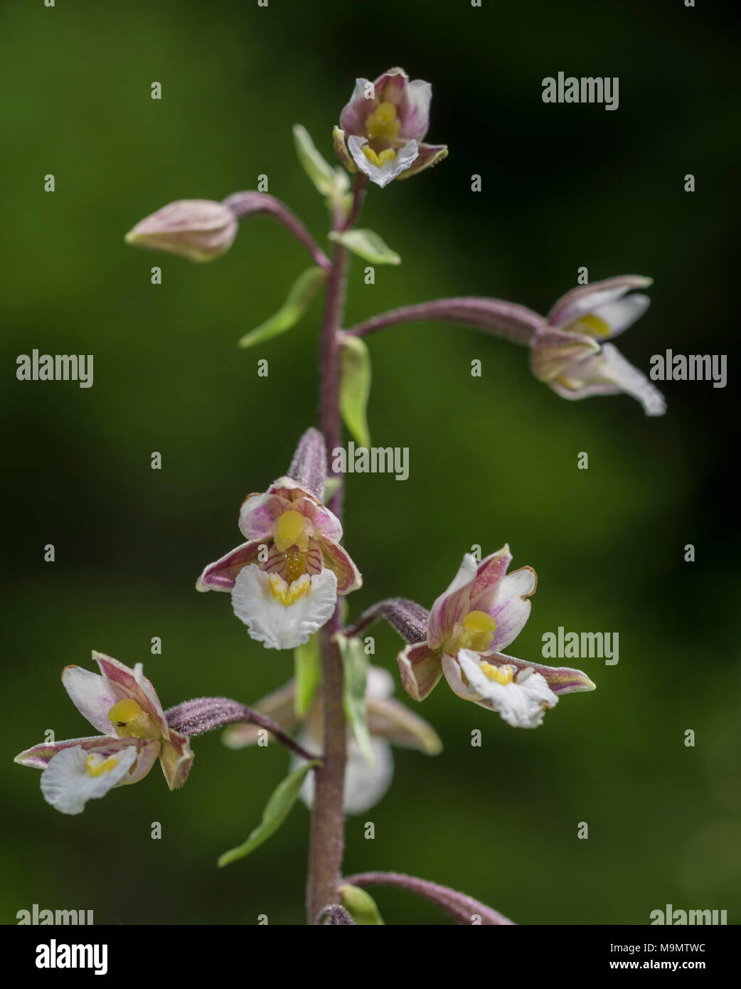 Marsh (helleborine Epipactis palustris), gößl am Grundlsee, Steiermark, Österreich Stockfoto