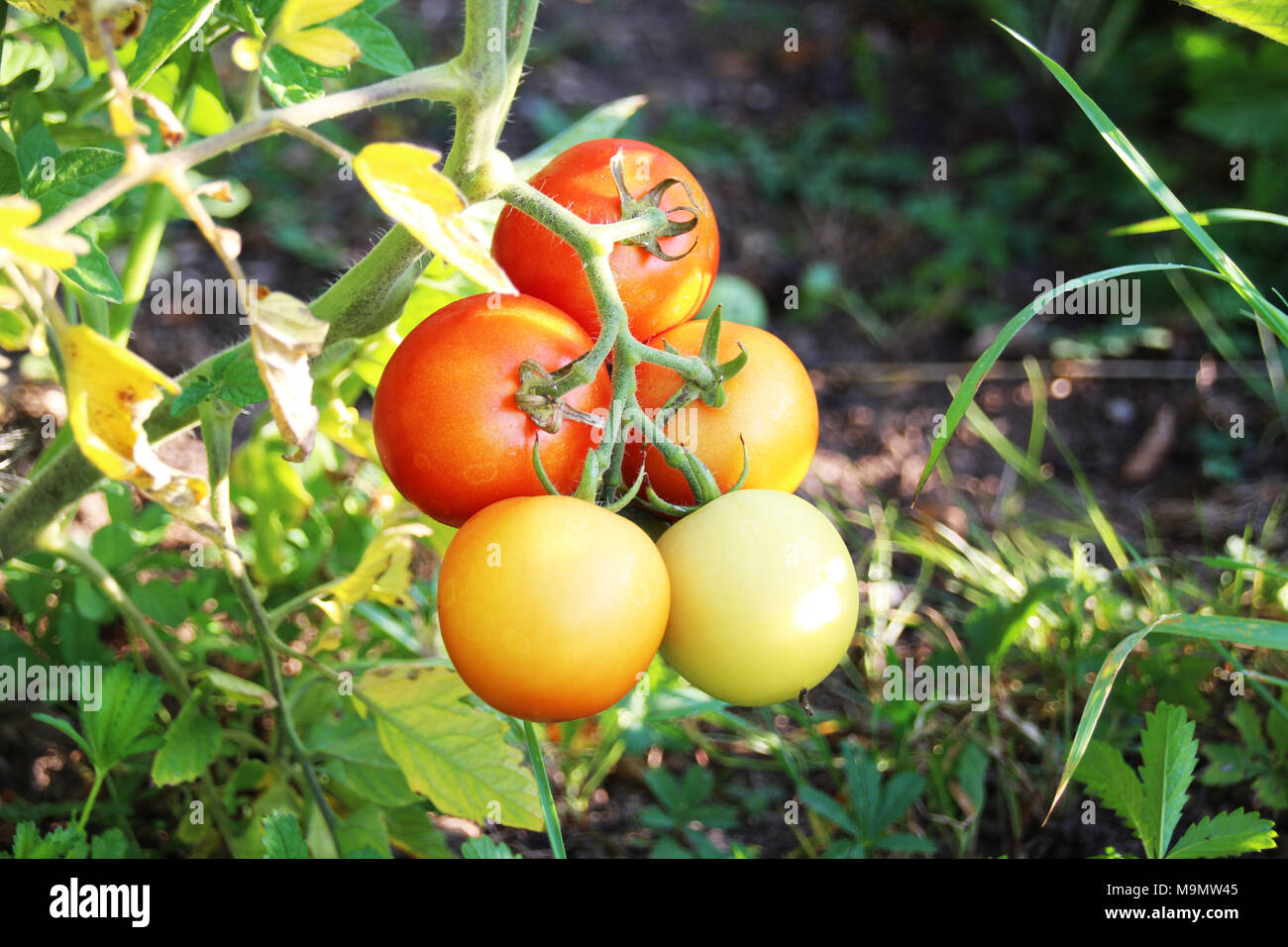 Ein paar reife Tomaten hängen an einem Zweig im Freien auf einem Bauernhof Stockfoto